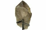 Huge Smoky Quartz Crystal on Metal Stand - Brazil #219132-5
